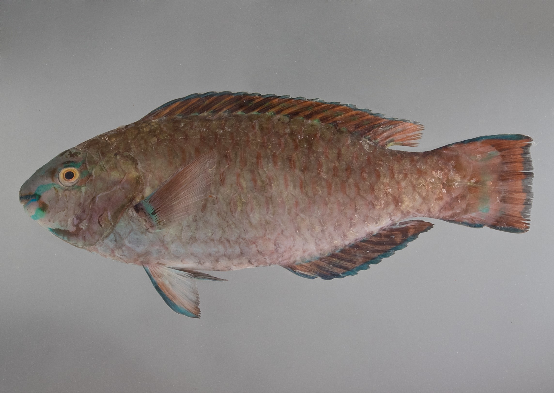 Scarus fuscopurpureus, female, 16.5 cm SL, Socotra: Hadibo; S.V. Bogorodsky & U. Zajonz